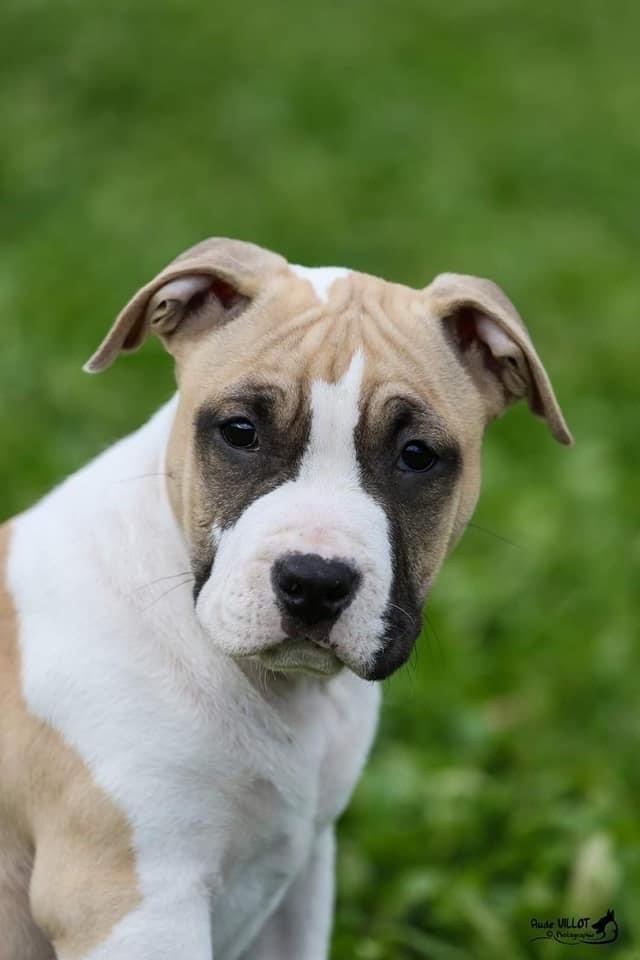 Maker's New Step - Chiot disponible  - American Staffordshire Terrier