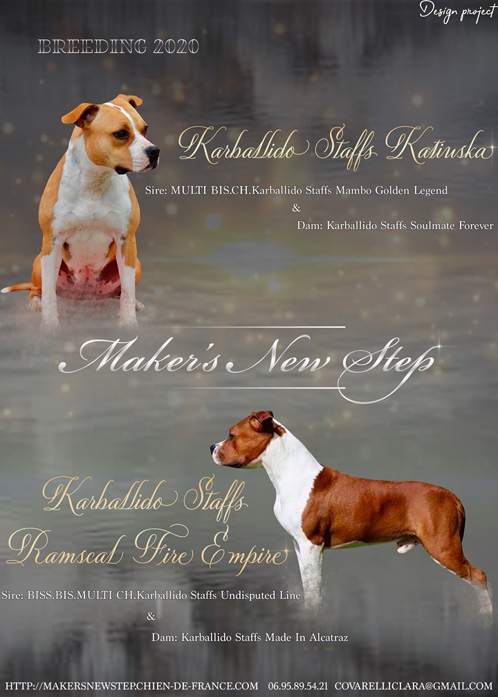 chiot American Staffordshire Terrier Maker's New Step