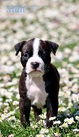 CHIOT American Staffordshire Terrier 