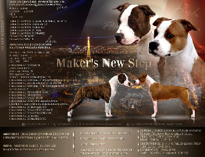Maker's New Step - American Staffordshire Terrier - Portée née le 02/03/2023