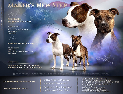 Maker's New Step - American Staffordshire Terrier - Portée née le 01/09/2022