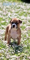 CHIOT American Staffordshire Terrier  