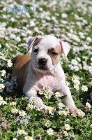 CHIOT American Staffordshire Terrier  