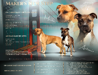 Maker's New Step - American Staffordshire Terrier - Portée née le 31/08/2023