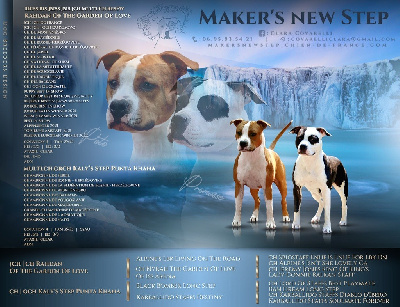 Maker's New Step - American Staffordshire Terrier - Portée née le 14/05/2022