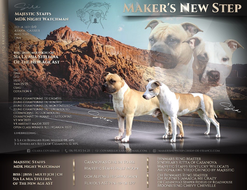 chiot American Staffordshire Terrier Maker's New Step