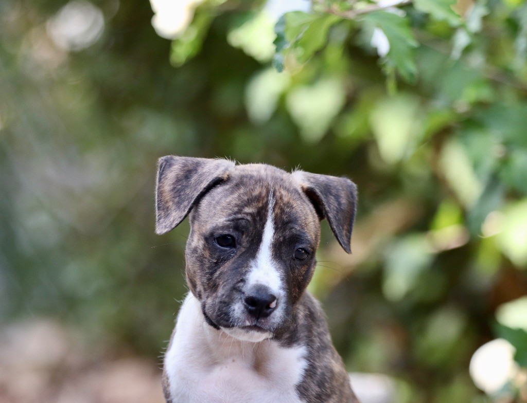 Maker's New Step - Chiots disponibles - American Staffordshire Terrier