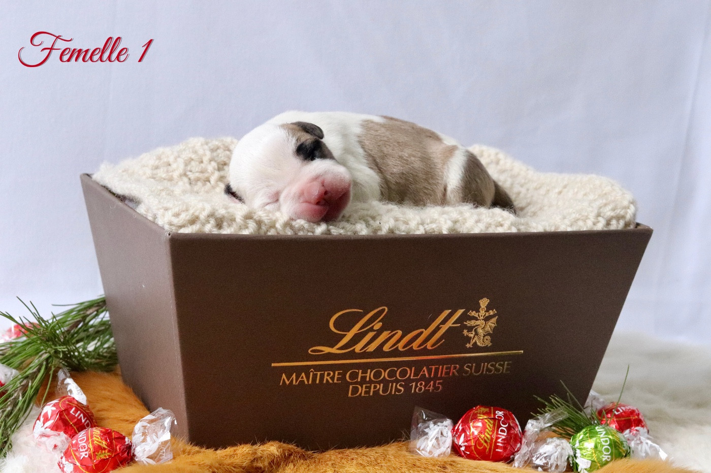 Maker's New Step - Chiots disponibles - American Staffordshire Terrier