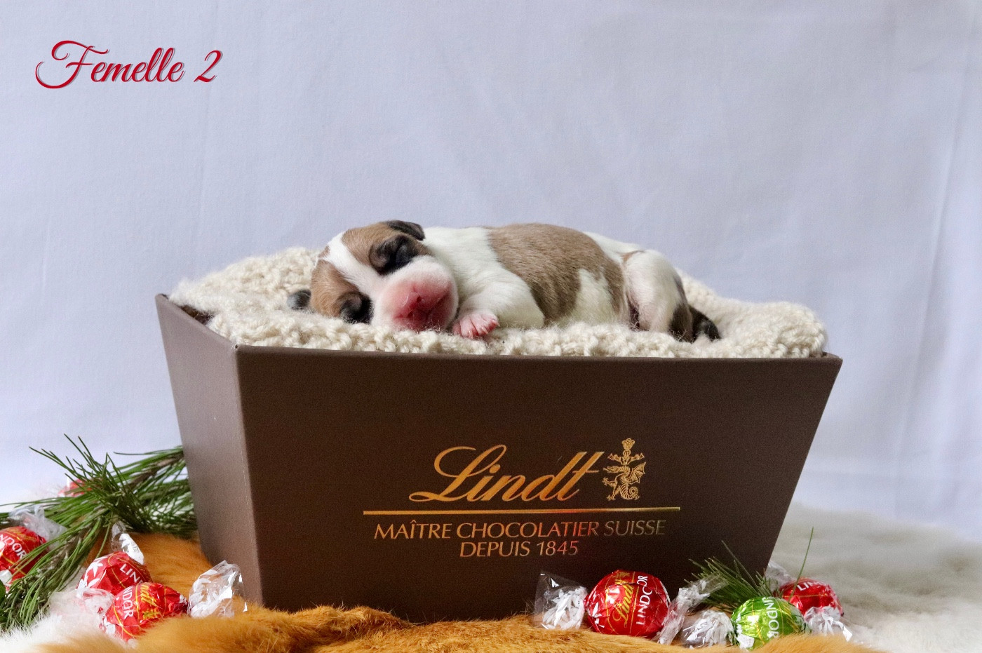 Maker's New Step - Chiots disponibles - American Staffordshire Terrier