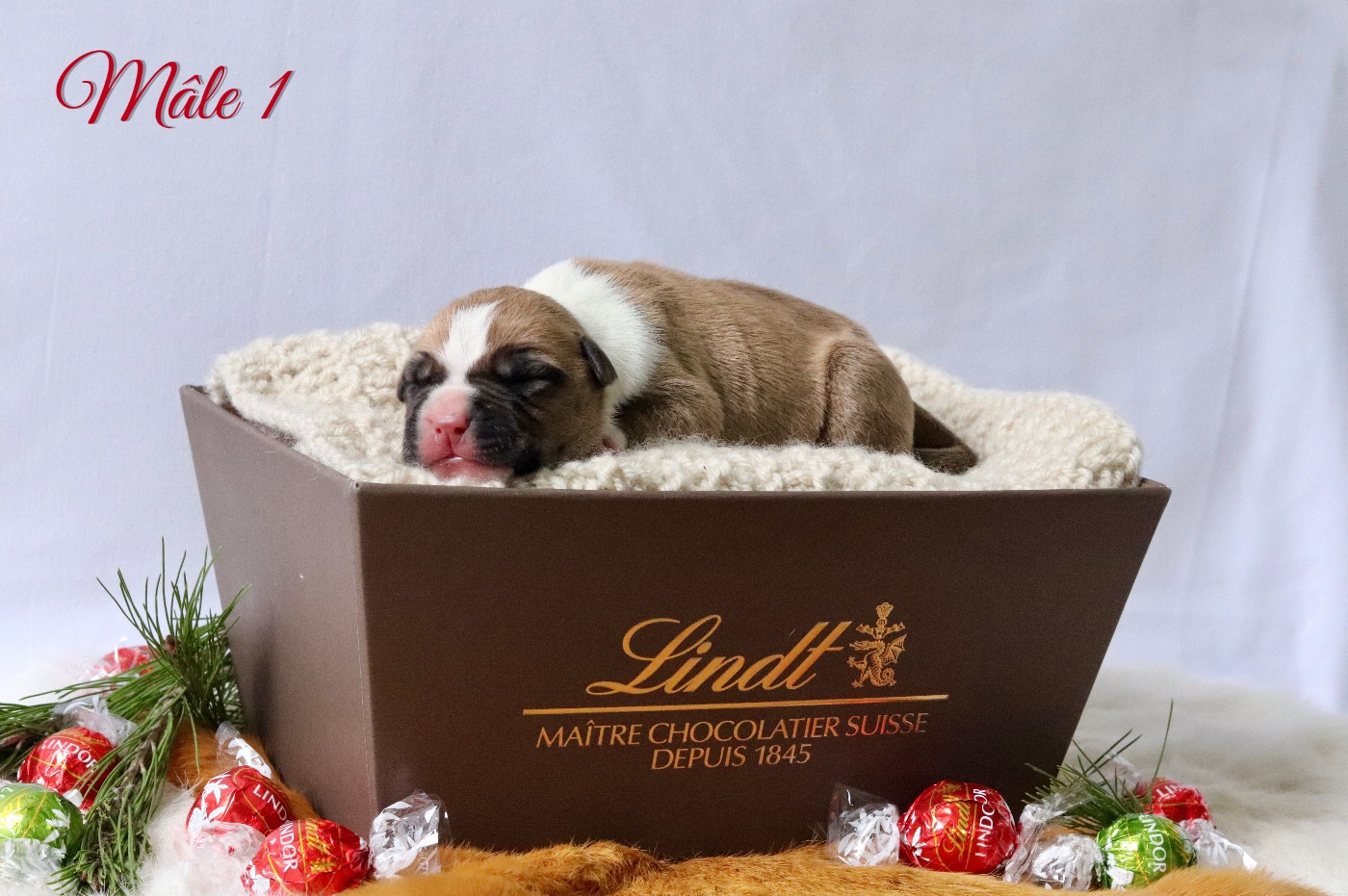 Maker's New Step - Chiots disponibles - American Staffordshire Terrier