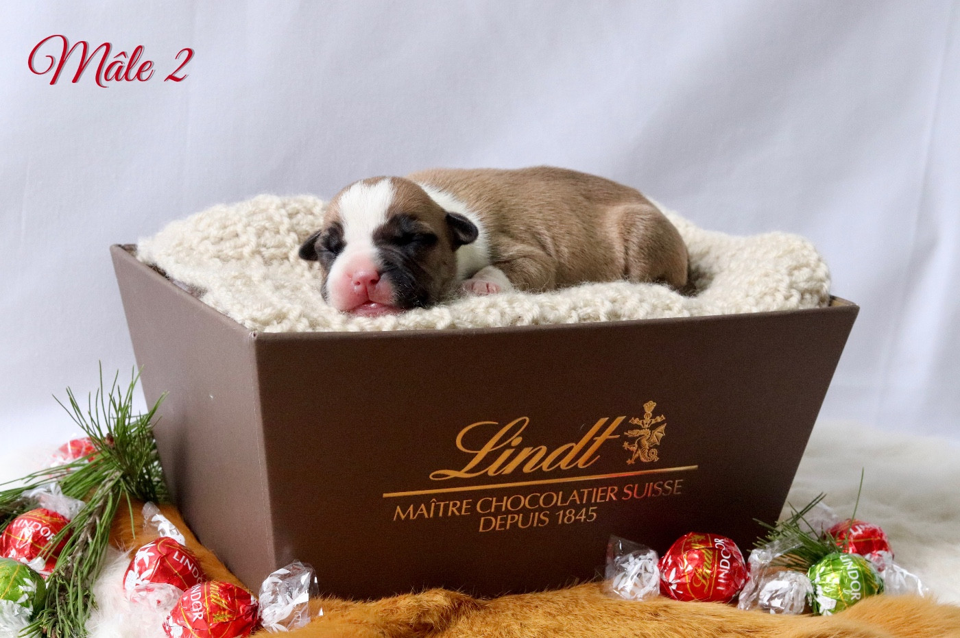 Maker's New Step - Chiots disponibles - American Staffordshire Terrier