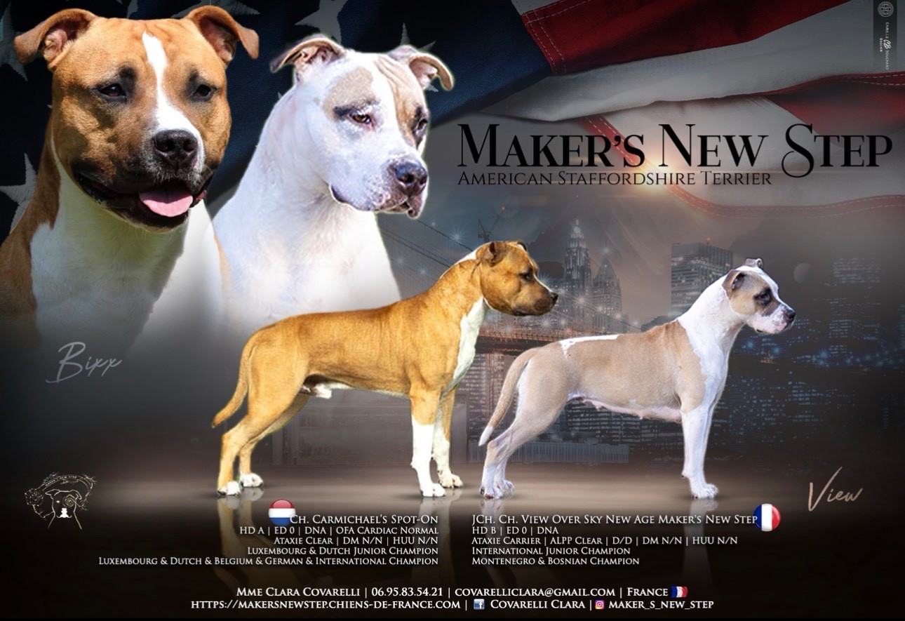 Chiot American Staffordshire Terrier Maker's New Step