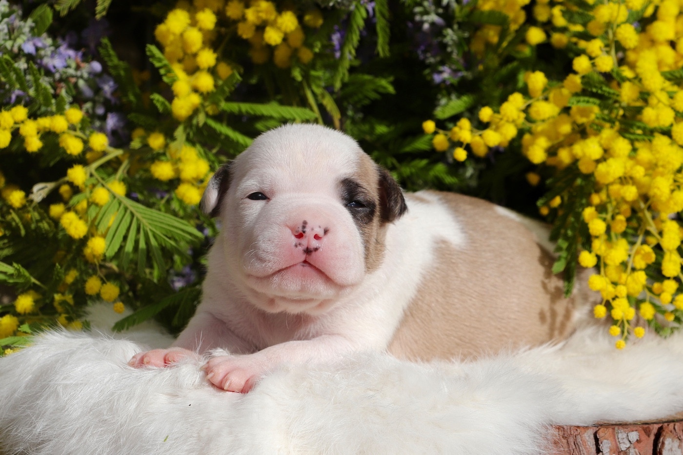 Maker's New Step - Chiots disponibles - American Staffordshire Terrier