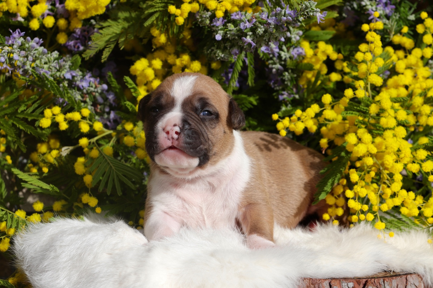 Maker's New Step - Chiots disponibles - American Staffordshire Terrier
