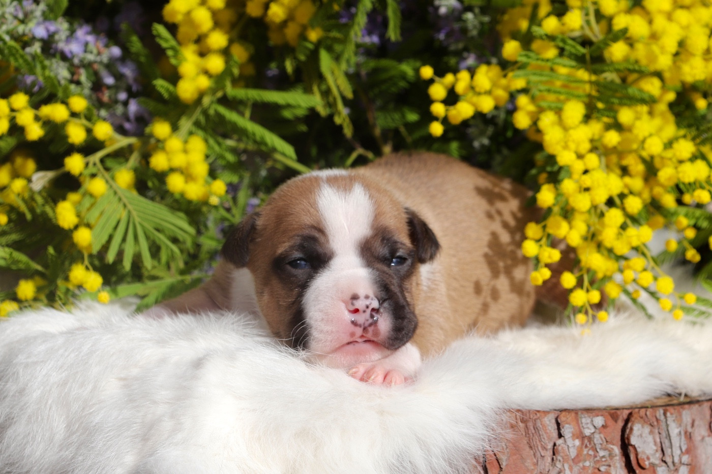 Maker's New Step - Chiots disponibles - American Staffordshire Terrier