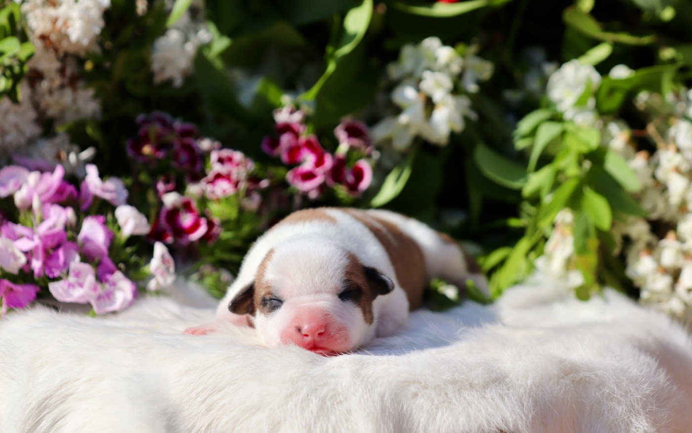 Maker's New Step - Chiots disponibles - American Staffordshire Terrier