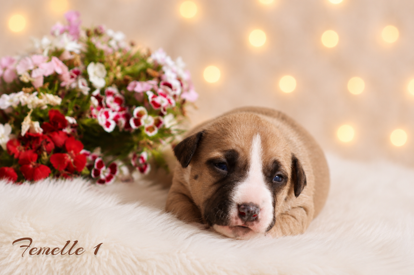 Maker's New Step - Chiots disponibles - American Staffordshire Terrier