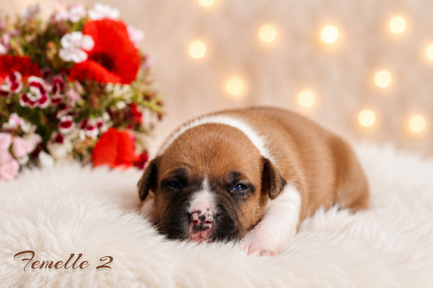 Maker's New Step - Chiots disponibles - American Staffordshire Terrier