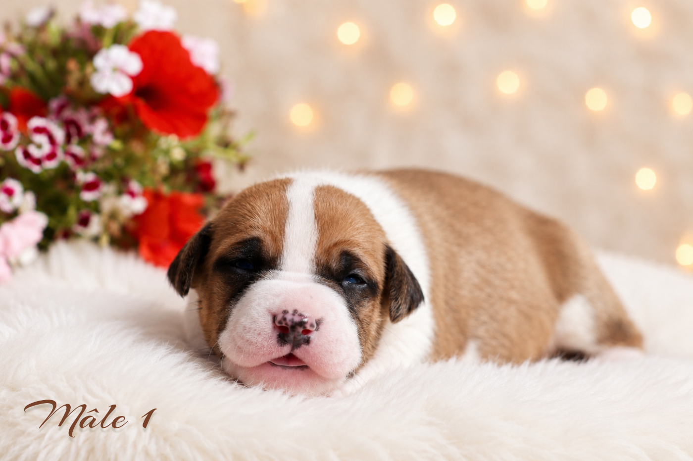 Maker's New Step - Chiots disponibles - American Staffordshire Terrier
