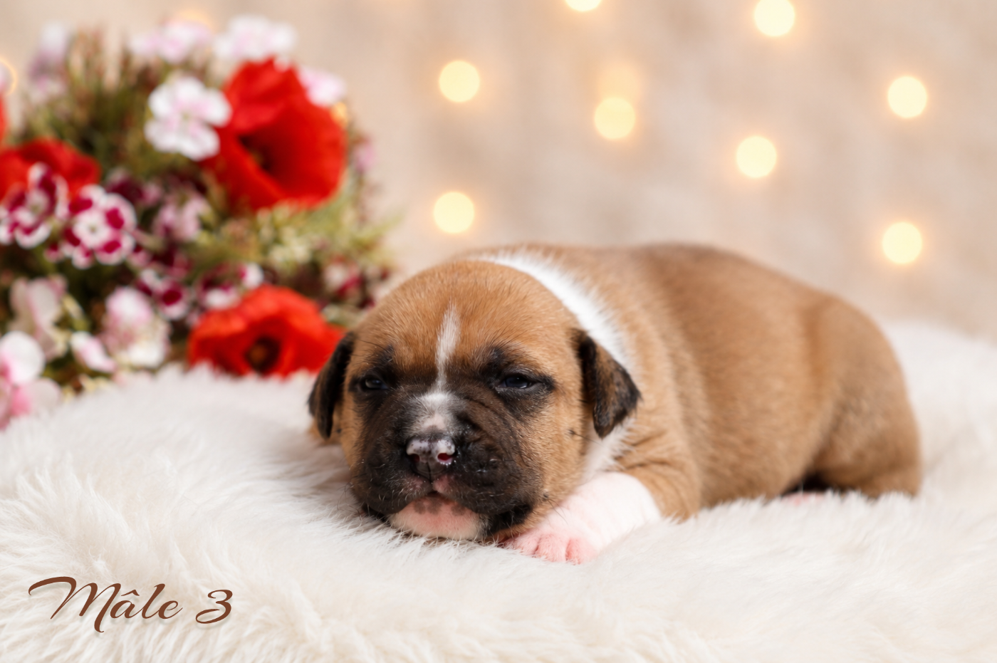 Maker's New Step - Chiots disponibles - American Staffordshire Terrier