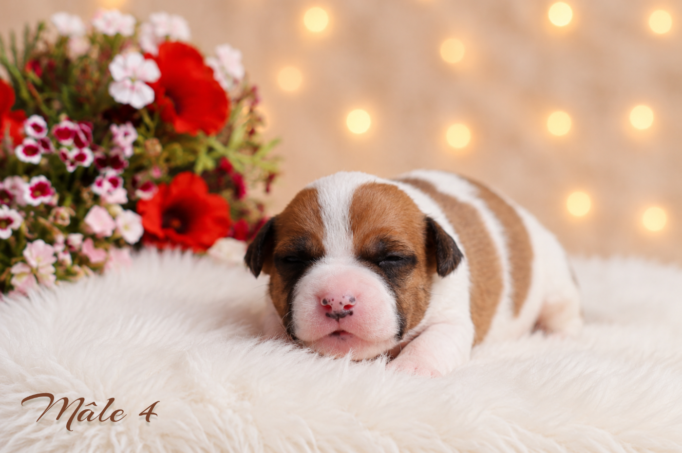 Maker's New Step - Chiots disponibles - American Staffordshire Terrier