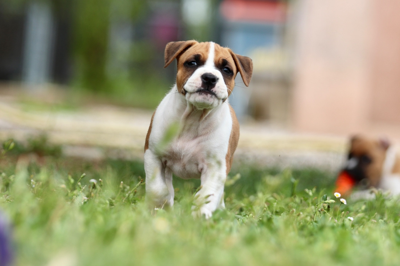 Maker's New Step - Chiots disponibles - American Staffordshire Terrier