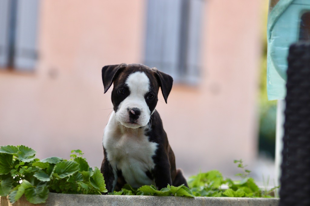 Maker's New Step - Chiots disponibles - American Staffordshire Terrier