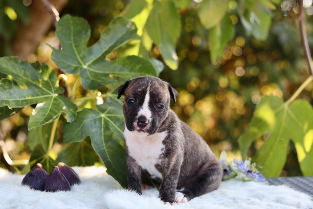 Maker's New Step - Chiots disponibles - American Staffordshire Terrier