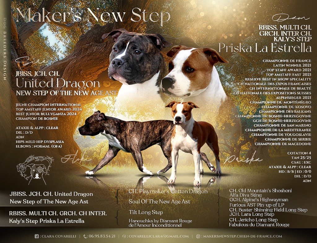 Chiot American Staffordshire Terrier Maker's New Step