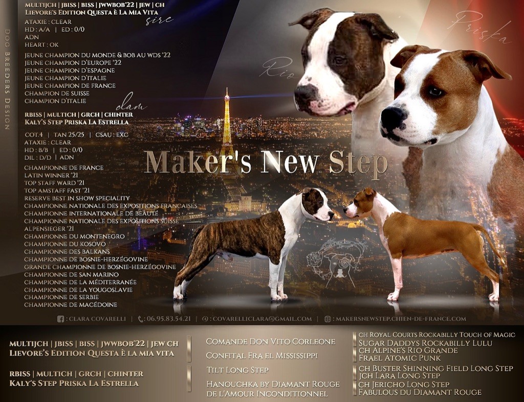 Chiot American Staffordshire Terrier Maker's New Step