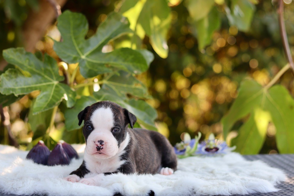 Maker's New Step - Chiots disponibles - American Staffordshire Terrier