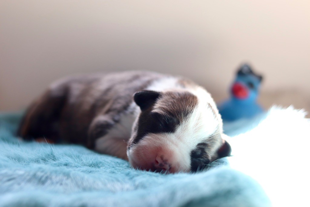 Maker's New Step - Chiots disponibles - American Staffordshire Terrier