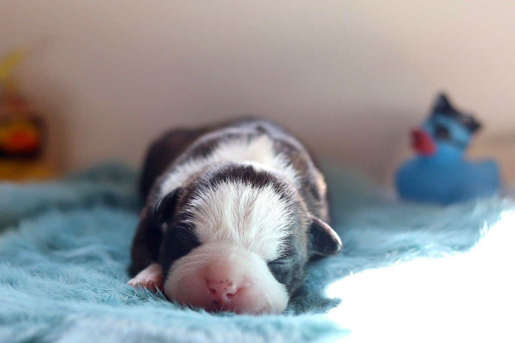 Maker's New Step - Chiots disponibles - American Staffordshire Terrier