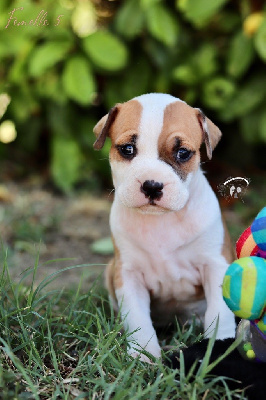 CHIOT 7