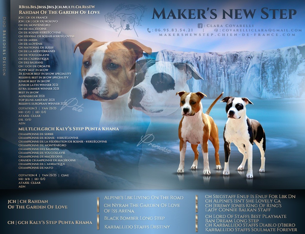 Maker's New Step - American Staffordshire Terrier - Portée née le 14/05/2022