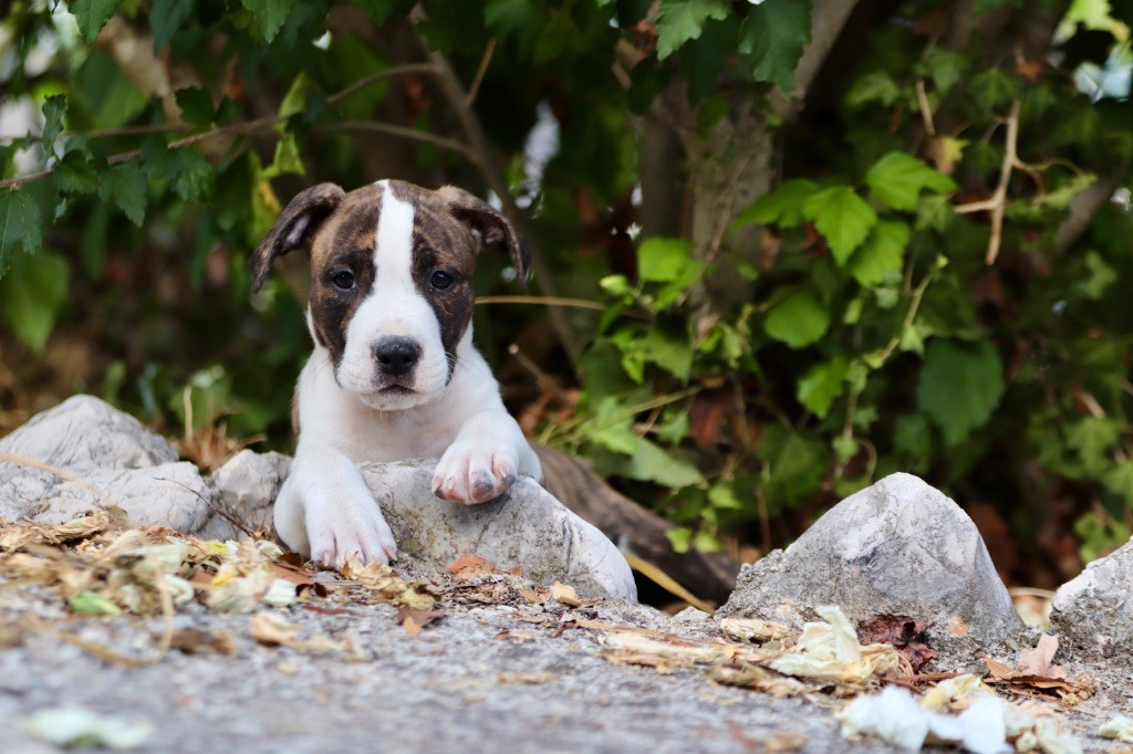 Maker's New Step - Chiots disponibles - American Staffordshire Terrier