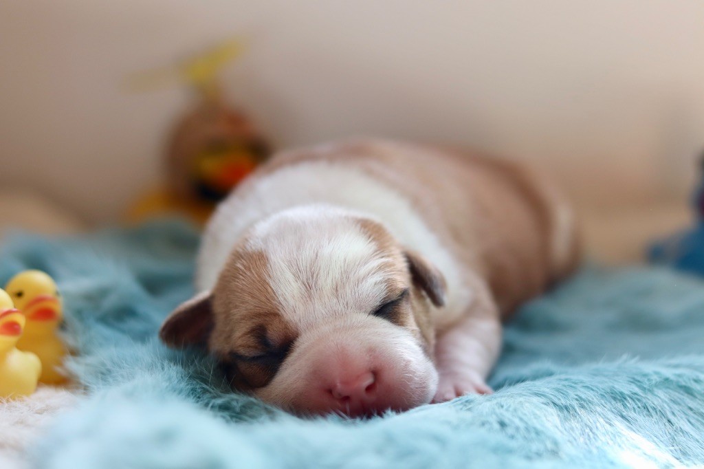 Maker's New Step - Chiots disponibles - American Staffordshire Terrier