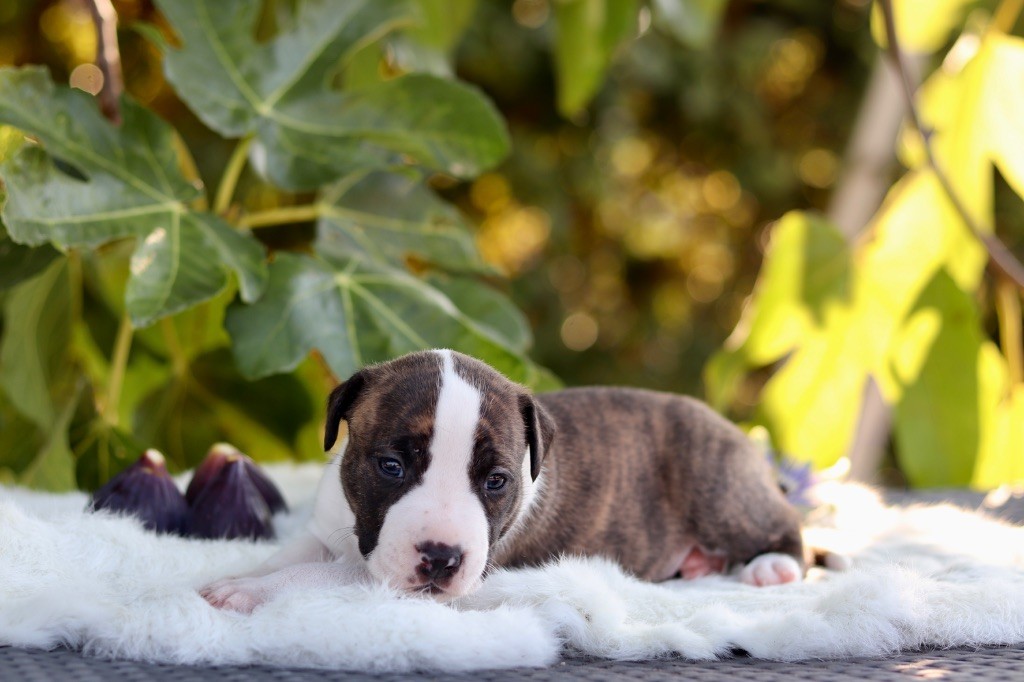 Maker's New Step - Chiots disponibles - American Staffordshire Terrier